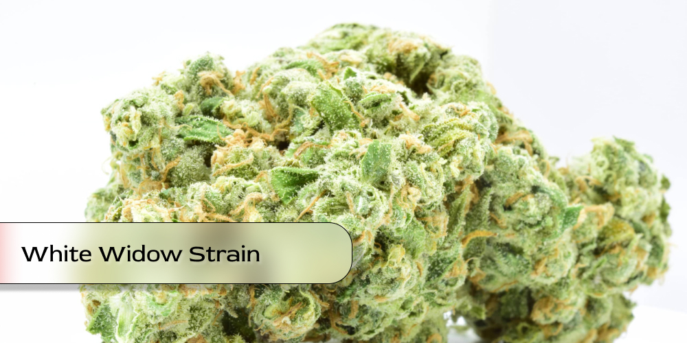 White Widow strain