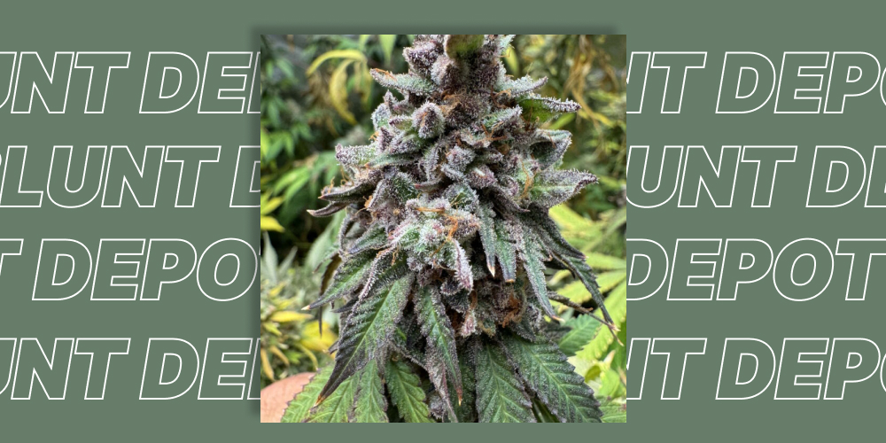 White Widow cannabis plant during flowering with resin-rich colas