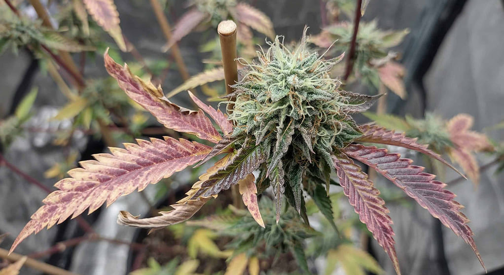 A cannabis plant with green and purple-tinged leaves and a central bud.