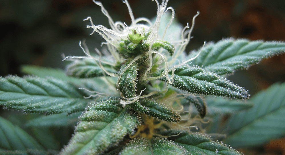 Extreme close-up of a developing cannabis flower covered in a dense layer of frosty white trichomes, with visible pistils and green leaves in the background.