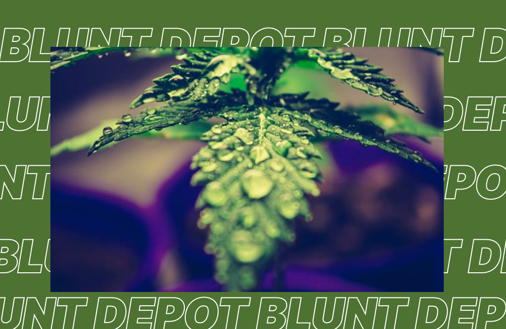 Wet cannabis leaf.