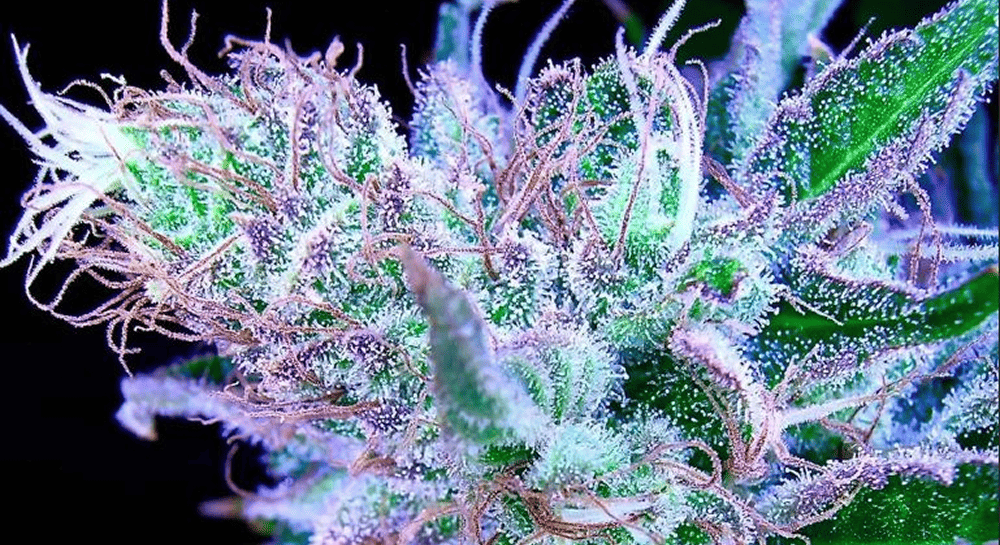 Purple and green cannabis flower.