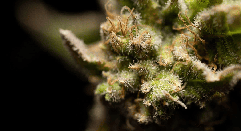 An extreme close-up of a cannabis bud showing individual trichomes.