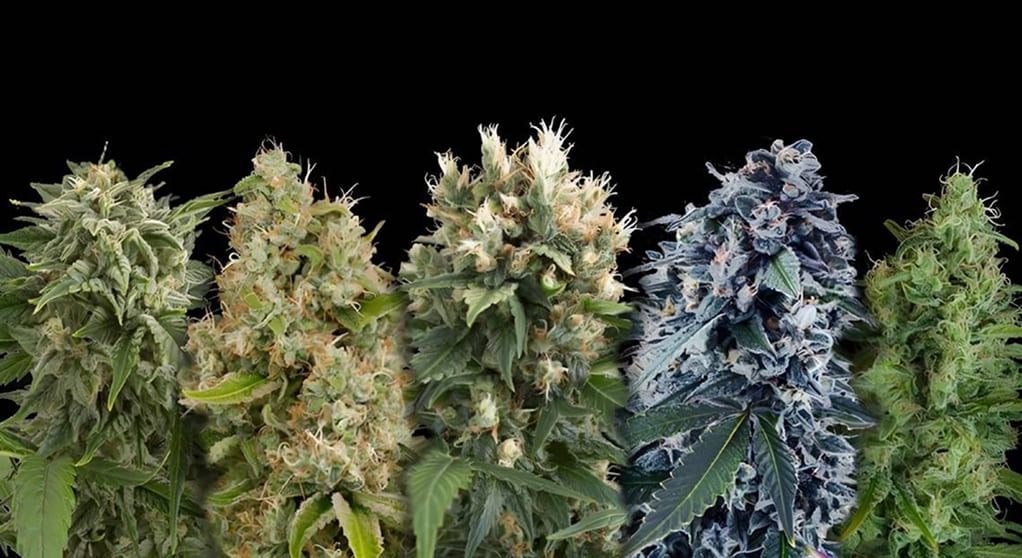 A horizontal lineup of five distinct, fully matured cannabis flower buds, each displaying unique colors, shapes, and trichome densities against a solid black background.
