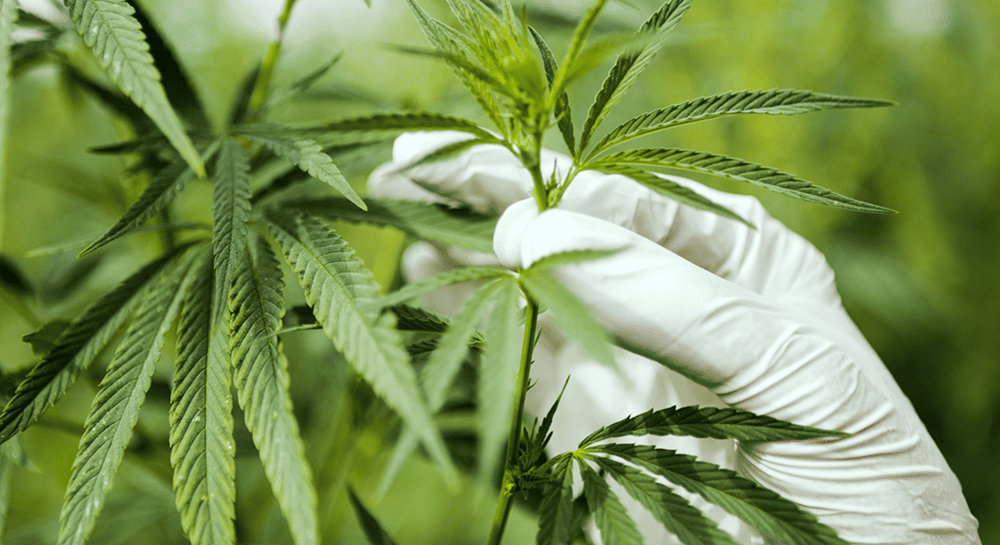 A gloved hand gently supports a young cannabis plant stem amidst lush green foliage, illustrating careful cultivation practices for developing aromatic strains.