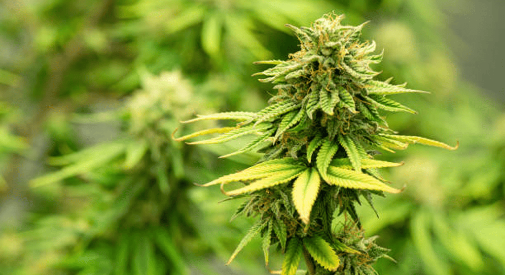 A vibrant, close-up photo of a cannabis plant's flowering top, showing developing buds and leaves with yellowing tips, indicating a late-stage bloom.