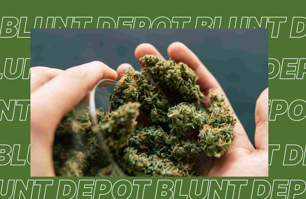 A person's hands holding a handful of dried cannabis buds, or 'nugs,' with a blurred green logo pattern in the background.