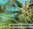 How strains get their names - myths and truth
