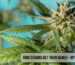 How strains get their names - myths and truth