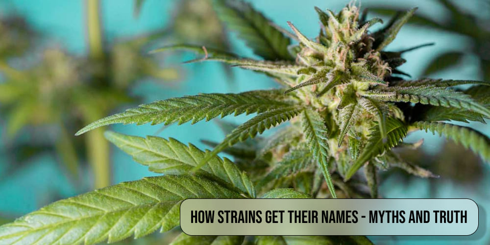 How strains get their names - myths and truth
