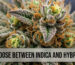 How to choose between indica and hybrid strain