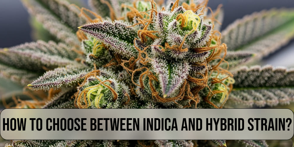 How to choose between indica and hybrid strain