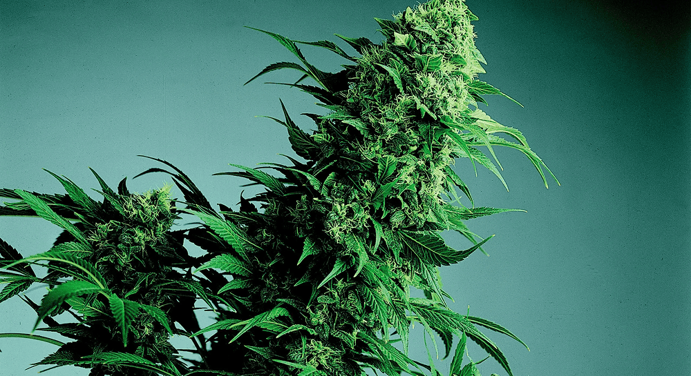 What are indica, sativa and hybrid - and what strains belong to them