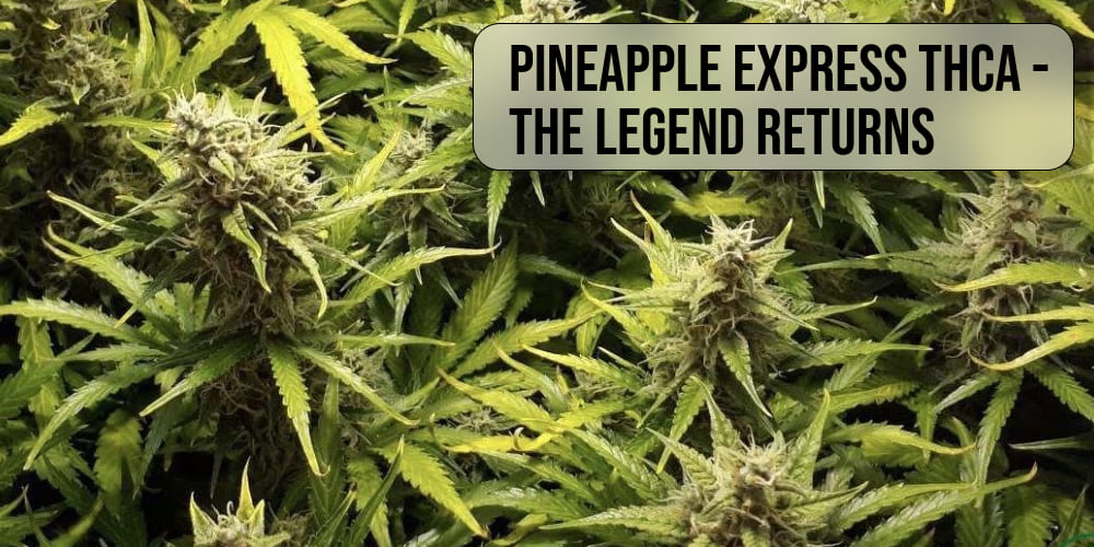 Pineapple Express THCA - The Legend Returns