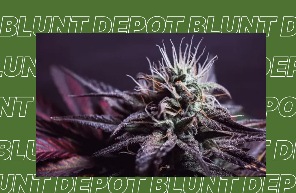 A close-up of a vibrant purple and green cannabis bud.