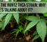 Runtz THCA Strain