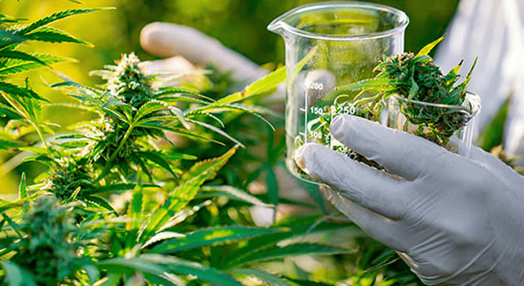 A person wearing white gloves holds two beakers containing cannabis buds, standing in front of lush green cannabis plants, suggesting scientific research or quality control of aromatic strains.