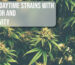 The best daytime strains with THCA vigor and productivity