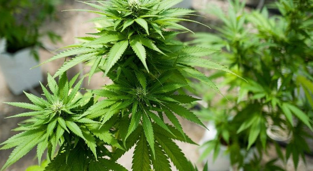 Top most aromatic strains - for those who appreciate taste