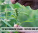 Top most aromatic strains - for those who appreciate taste