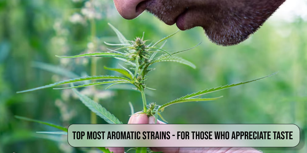 Top most aromatic strains - for those who appreciate taste