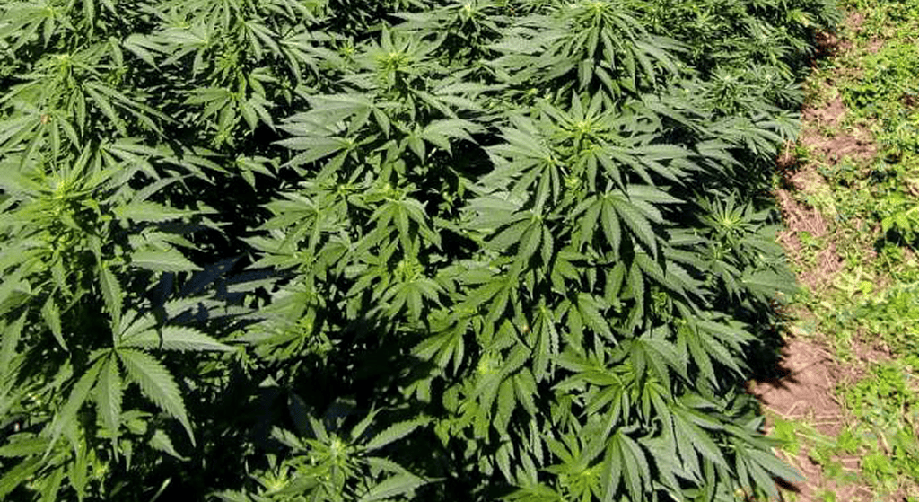 Overhead view of a dense field of healthy, green cannabis plants growing uniformly under bright sunlight, with rich foliage filling the frame.