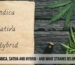 What are indica, sativa and hybrid - and what strains belong to them