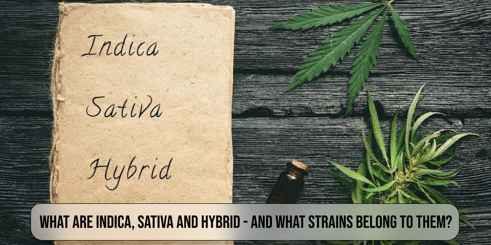 What are indica, sativa and hybrid - and what strains belong to them