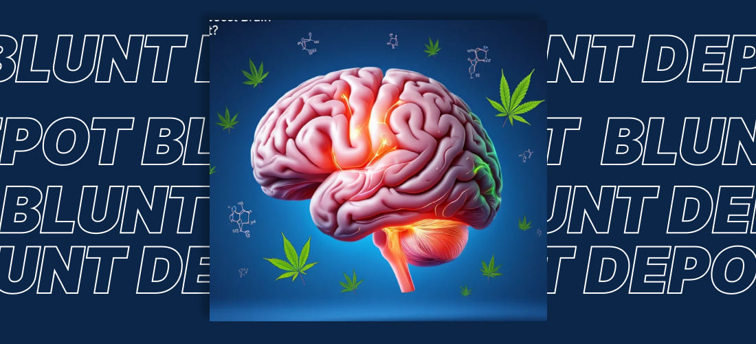 Marijuana leaf hovering above an aging brain model