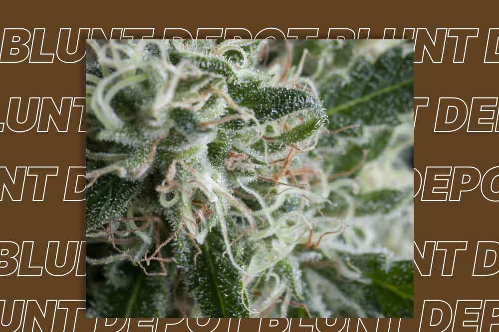 Green Crack THCA strain as a natural stimulant alternative