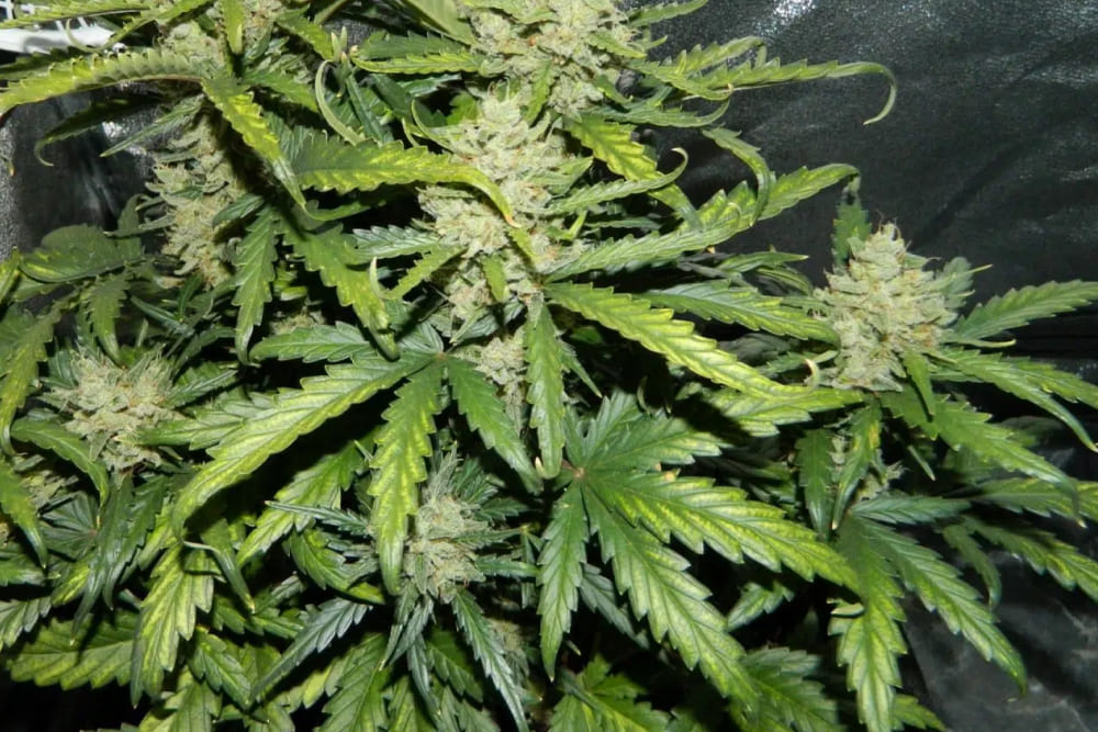 Jack Herer THCA-rich cannabis strain for daytime clarity and calm