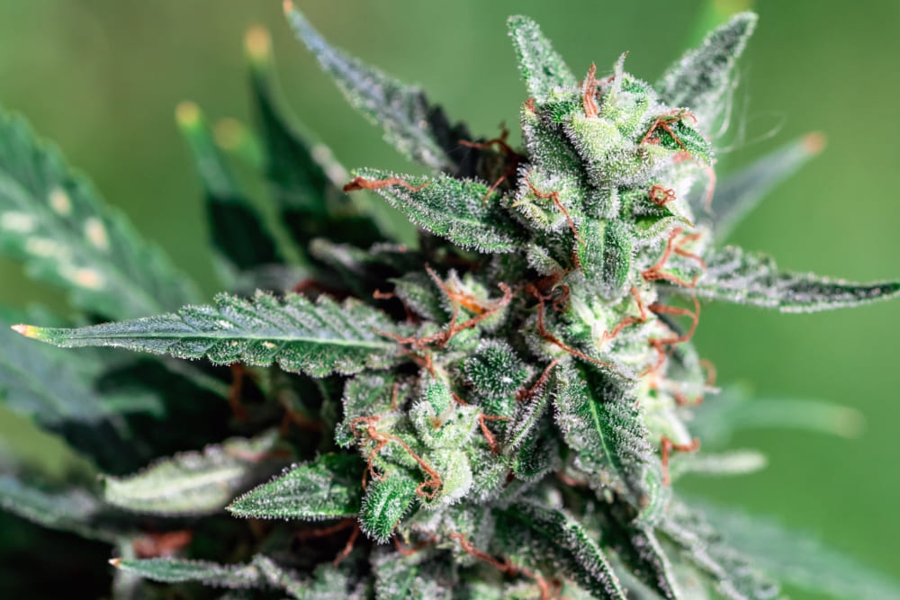 White Widow vs Northern Lights