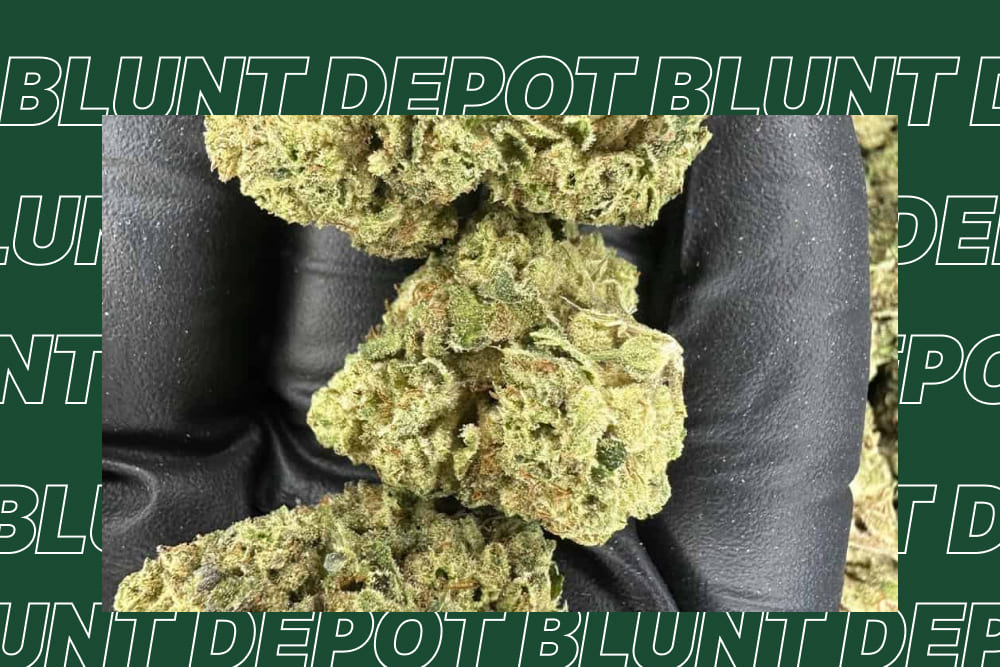 Hands holding dense Pineapple Express THCA cannabis buds