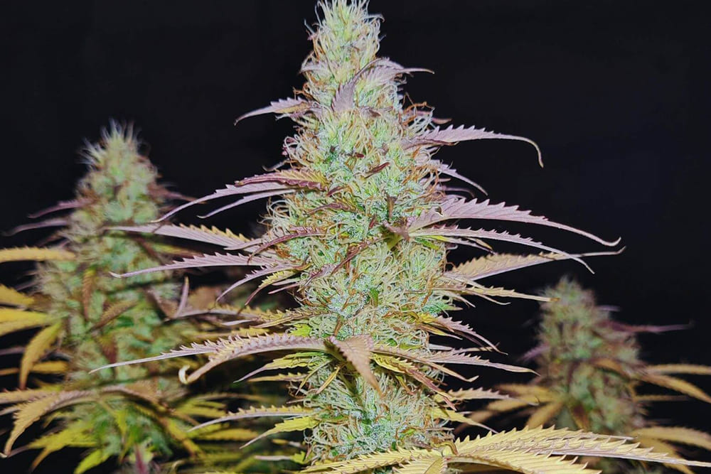 The best daytime strains with THCA vigor and productivity