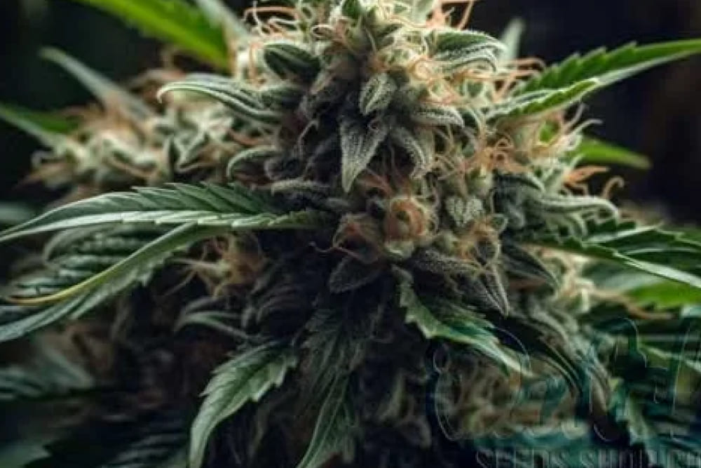 Comparison of White Widow and Northern Lights cannabis buds