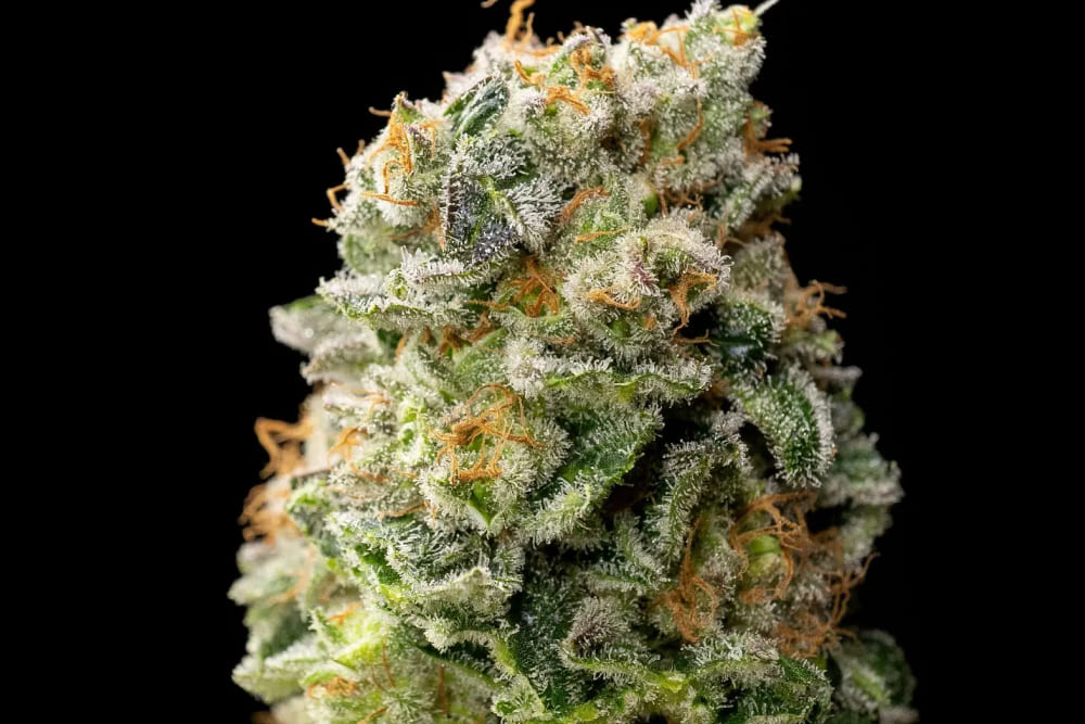 White Widow cannabis growing indoors in flowering phase