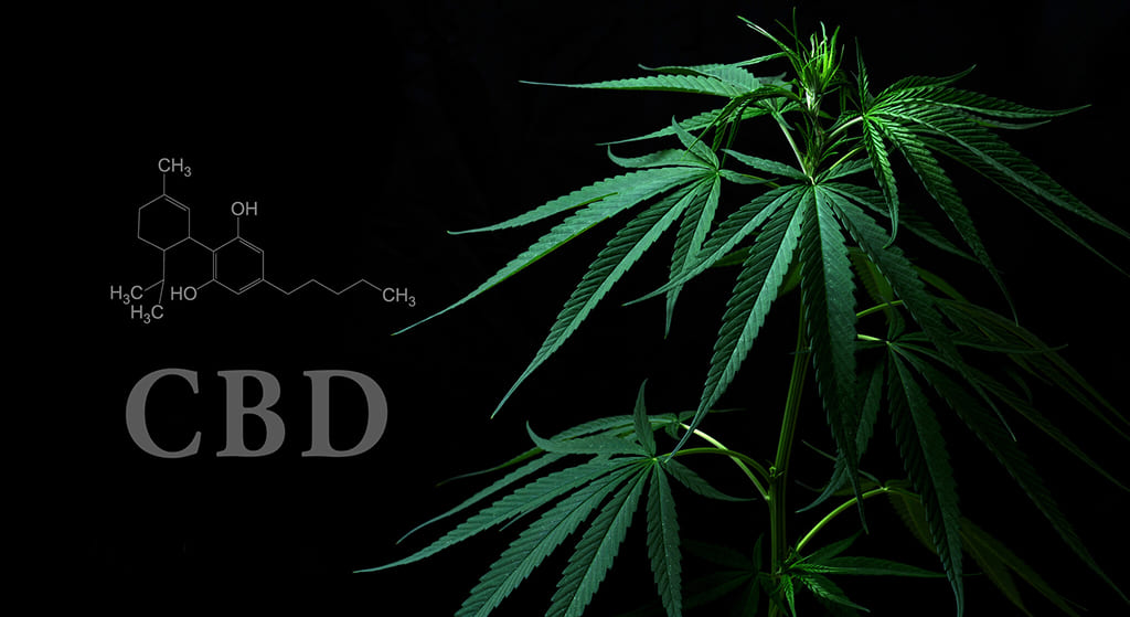 THCA or CBD for Migraines