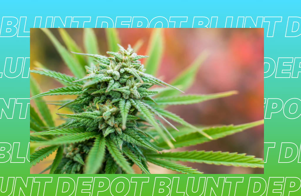 A close-up of a cannabis bud, covered in trichomes, set against a blurred background with green, blue, and red tones. The image is framed by a repeating pattern of the text "BLUNT DEPOT".