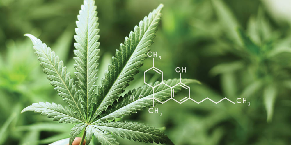 Does THCA work like regular THC