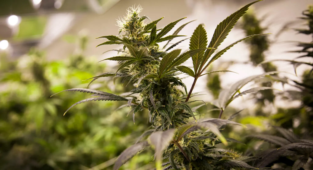 A detailed close-up of a Horchata Strain cannabis bud covered in sparkling trichomes, indicating high potency.