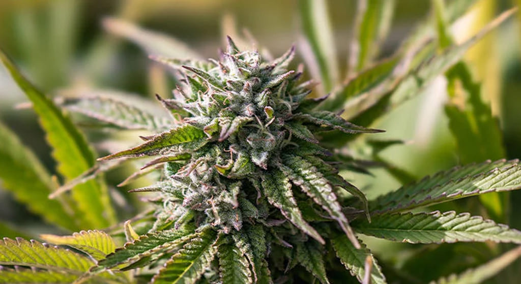 Jealousy THCa Strain