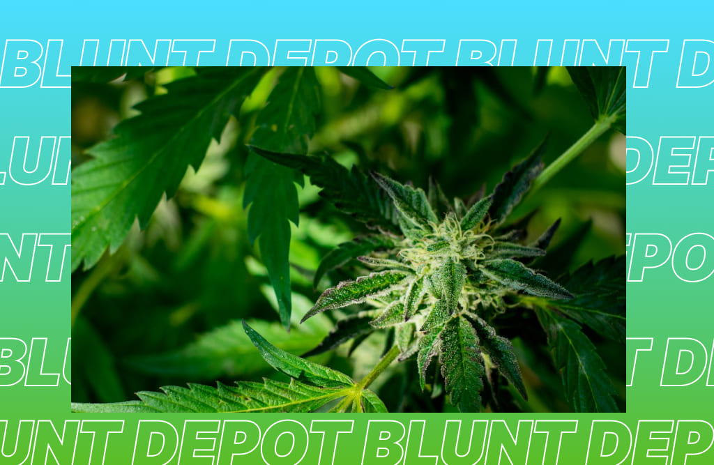 A close-up of a cannabis plant's flowering bud, with the words "BLUNT DEPOT" overlaid repeatedly in a gradient from blue to green.