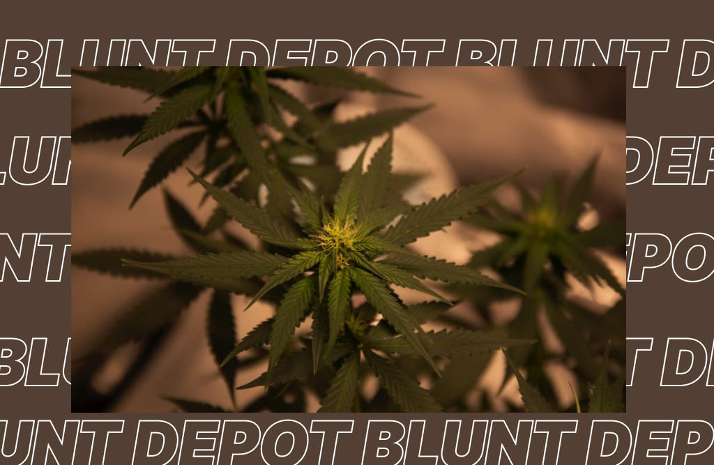 Young Horchata Strain cannabis plants showing early signs of flowering, surrounded by the "Blunt Depot" logo.