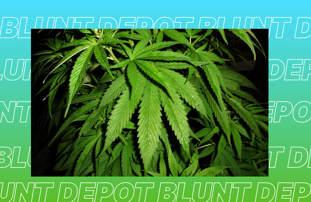 A close-up shot of large, healthy, and vibrant green cannabis leaves. The leaves are fully formed and show signs of meticulous care, with a subtle sheen from moisture or light. A blurred, branded background is visible.