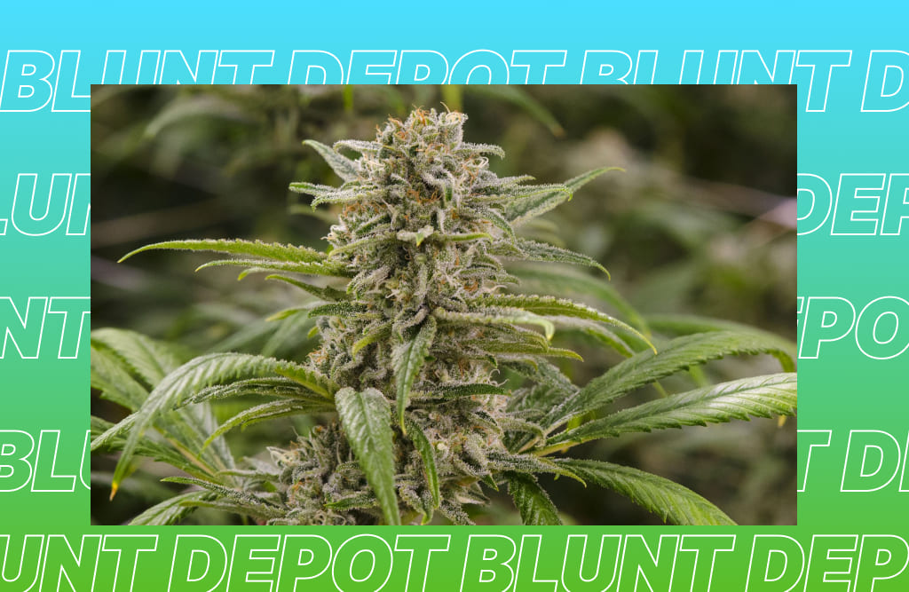 close-up of a trichome-covered cannabis bud with the Blunt Depot logo