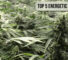 Top 5 Energetic THCA Hybrids