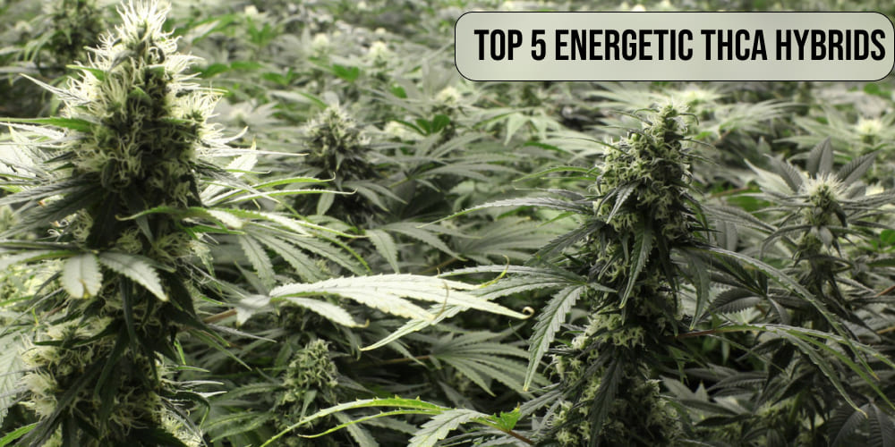 Top 5 Energetic THCA Hybrids