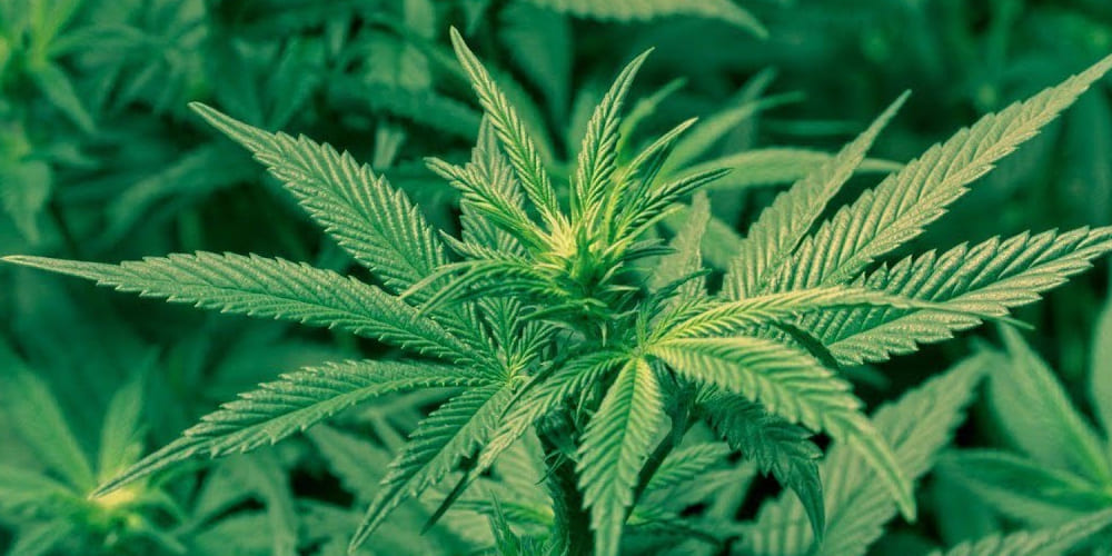 A photo of a young, vibrant green cannabis plant from above. The plant is symmetrical, with new growth at the center and large, fanned leaves spreading out. The image has a soft, artistic filter.