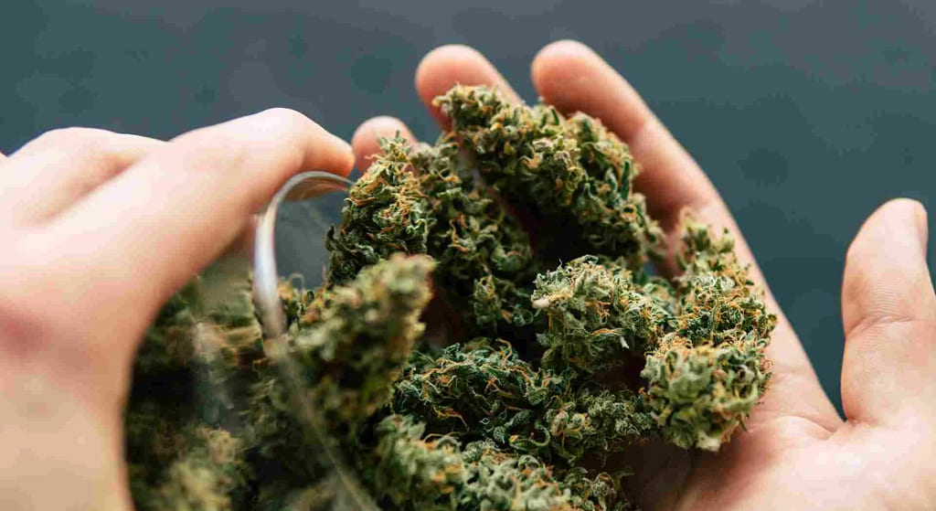 Hands holding a generous amount of green cannabis buds, with a glass jar partially visible.