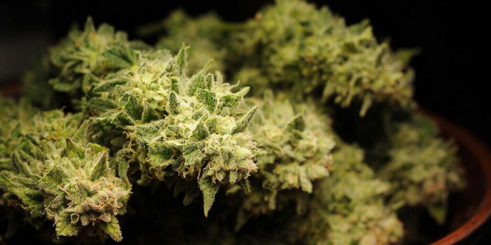 A pile of freshly harvested, frosty Horchata Strain cannabis buds, ready for curing or processing.
